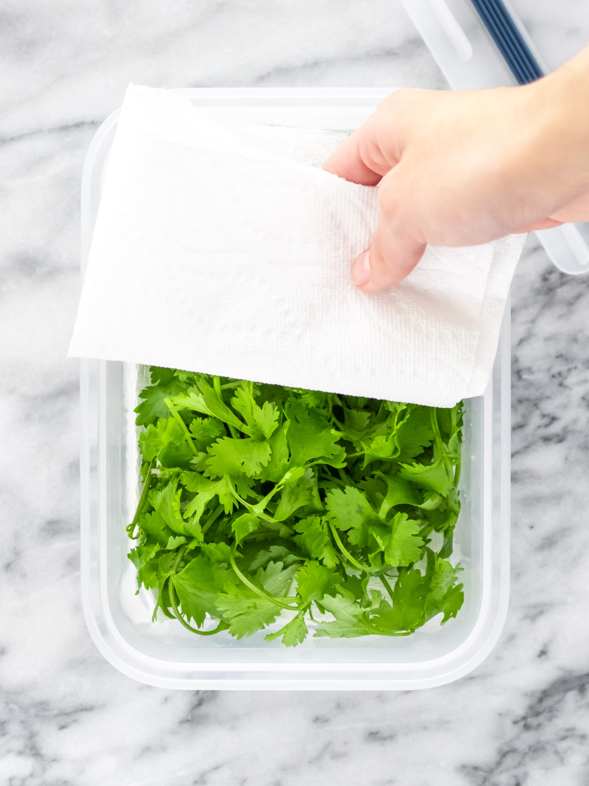 coentro fresco limpo e seco dentro de um pote com papel toalha