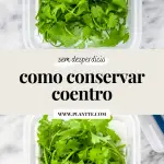 coentro fresco limpo e seco dentro de um pote com papel toalha