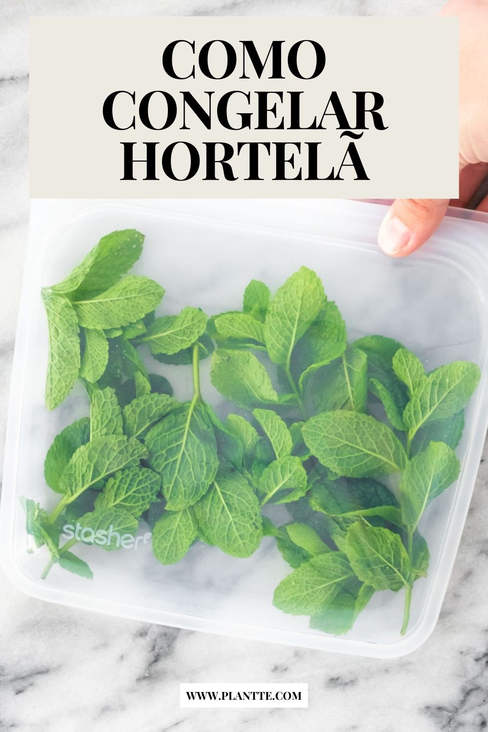 folhas de hortelã fresca dentro de um saco de silicone transparente