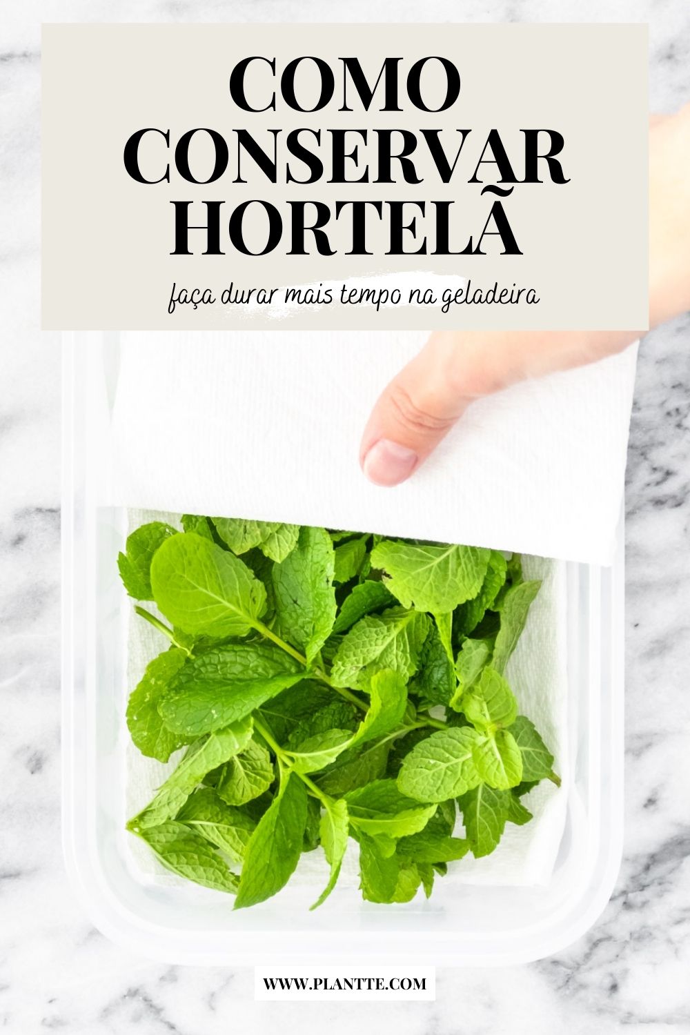 folha de papel toalha sendo colocada por cima de folhas de hortelã fresca dentro de um pote