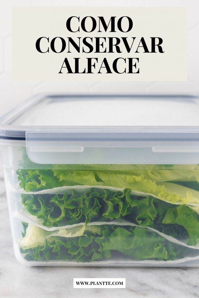 Como Conservar Alface na Geladeira Por Mais Tempo | PLANTTE