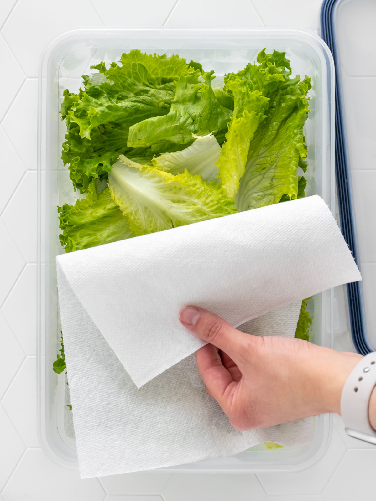 folhas de alface lavadas e armazenadas em um pote, entre folhas de papel toalha